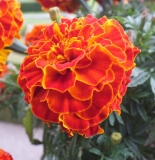 street_decor_2
