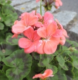 street_decor_9